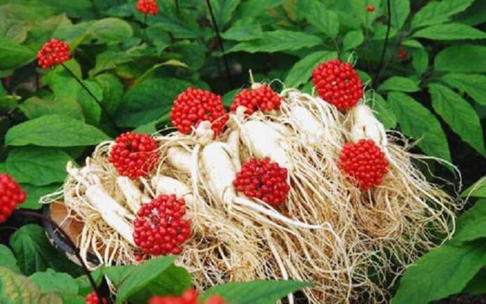 Ginseng root increases male potency, which helps to develop the head of the penis